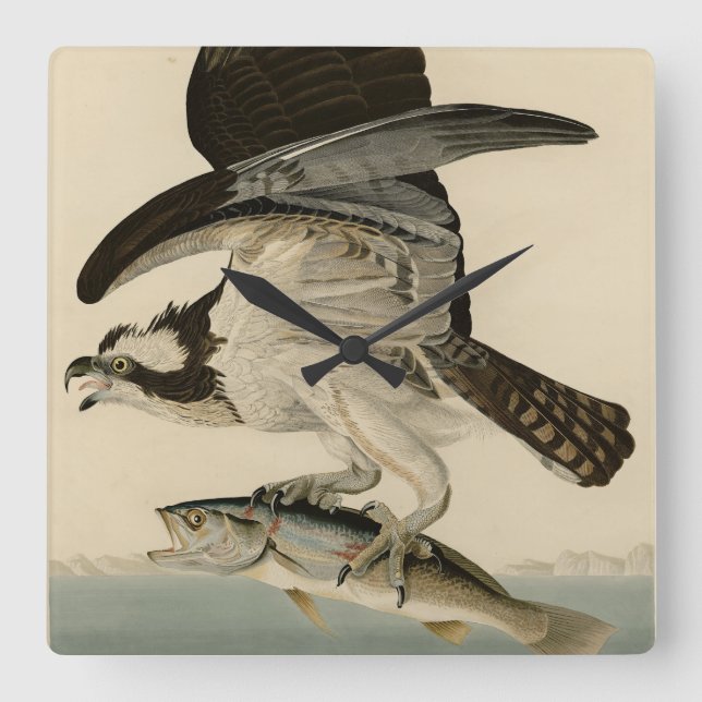 Horloge Carrée Fish Hawk, Osprey, d'Audubon's Birds of America (Recto)