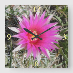 Horloge Carrée Fleur de cactus boule F12 "Escobaria vivipara"