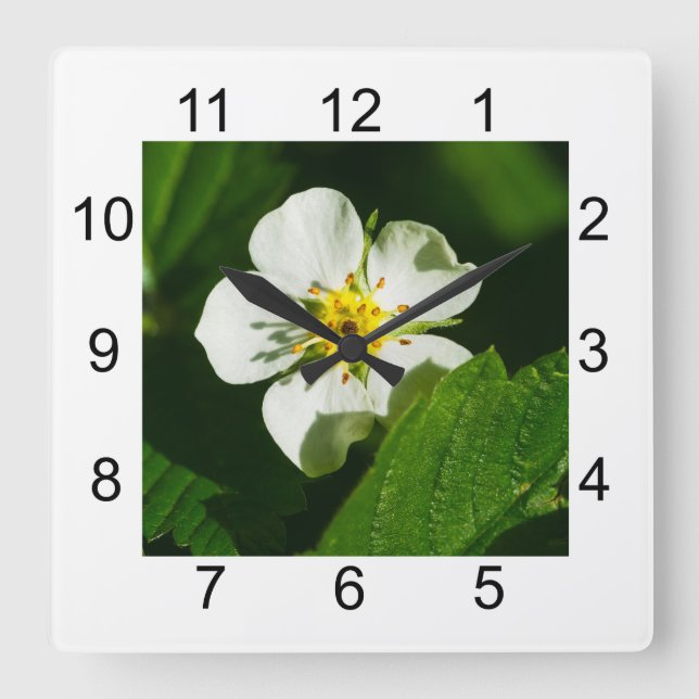 Horloge Carrée Fleur de fraisier sauvage (Recto)