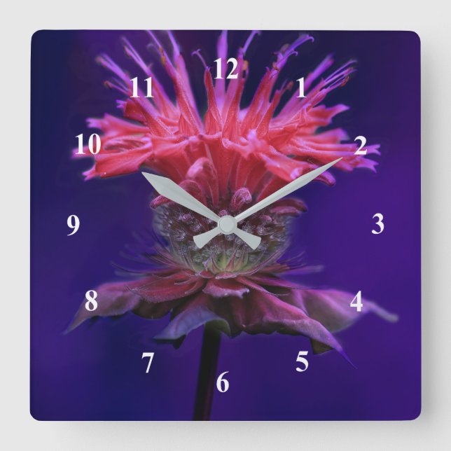 Horloge Carrée Fleur de Monarde Baume de Framboise Rose sur Fond  (Recto)