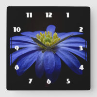 Fleur Gerbera Blue Daisy sur un arrière - plan noi