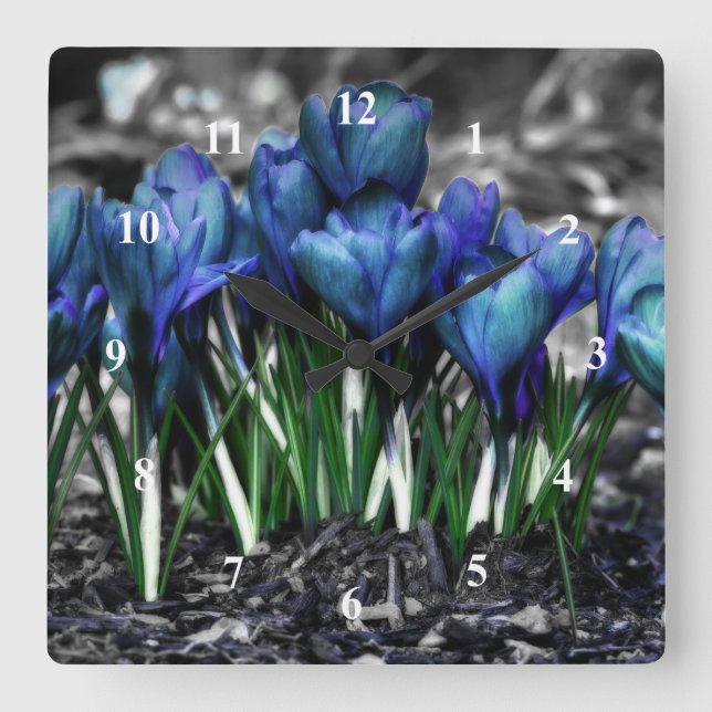 Horloge Carrée Fleurs bleues de crocus d'Aqua (Recto)