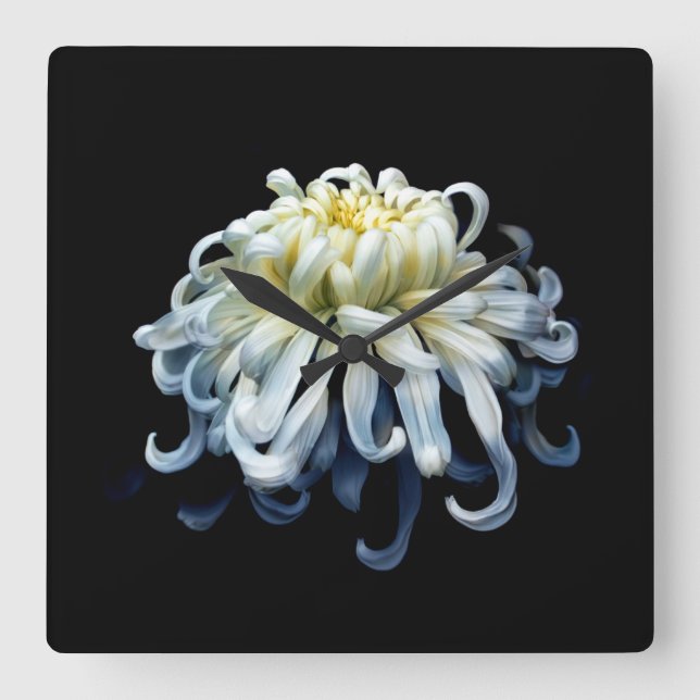 Horloge Carrée Fleurs | Chrysanthème blanc (Recto)
