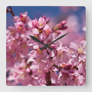 Horloge Carrée Fleurs de cerisier Sakura embrassées par la lumièr