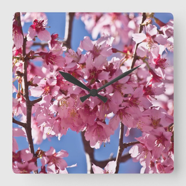 Horloge Carrée Fleurs de cerisier Sakura Étoiles rouges (Recto)