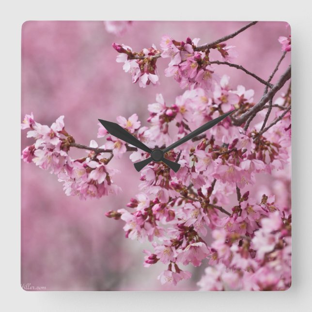 Horloge Carrée Fleurs de cerisier Sakura Pastel rose calque (Recto)