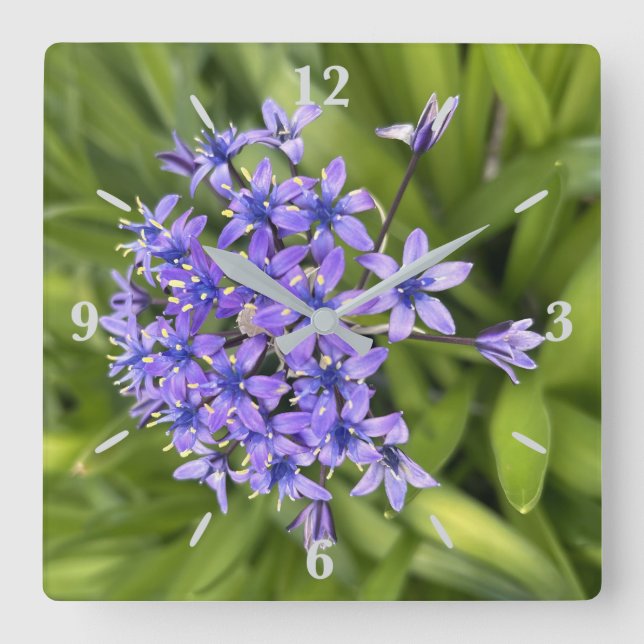 Horloge Carrée Fleurs de Squill Portugais Closeup Nature Photo (Recto)