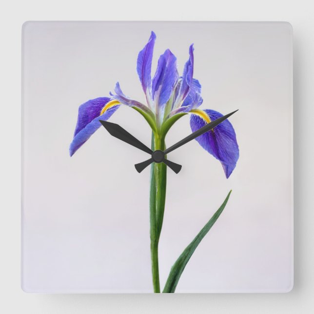 Horloge Carrée Fleurs | Fleur Iris Violet (Recto)