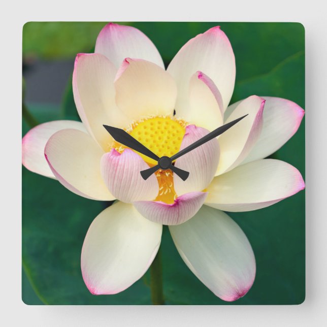 Horloge Carrée Fleurs | Lotus Water Flower (Recto)