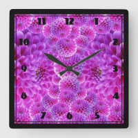 Fleurs rose PomPom Dahlia