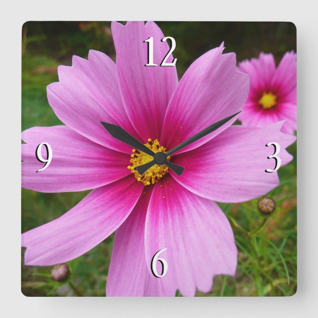 Horloge Carrée Fleurs sauvages de Cosmos rose (Recto)