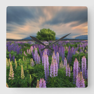 Horloge Carrée Flowers (homonymie)   Lupine Field à New Zealand
