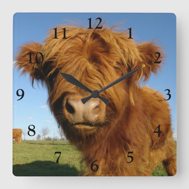 Horloge Carrée Fluffy Scottish Highland Cow (Recto)