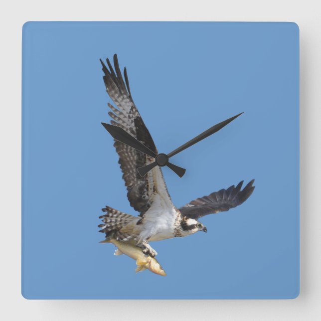 Horloge Carrée Flying Osprey & Fish Wildlife Photography (Recto)