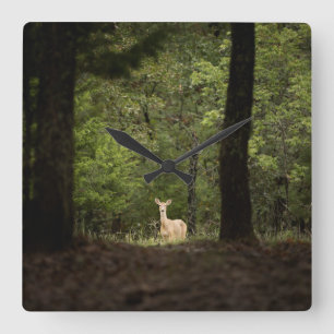Horloge Carrée Forests   A White Tailed Deer in the Woods