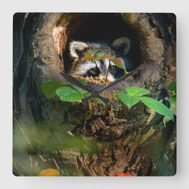 Horloge Carrée Forêt | Raccoon Peeking (Recto)