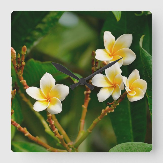 Horloge Carrée Frangipani jaune (Recto)