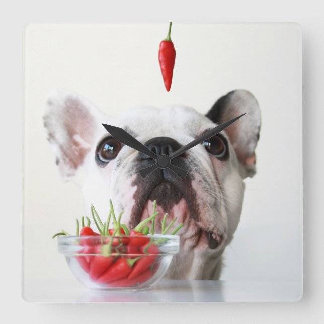 Horloge Carrée French Bulldog Looking (Recto)