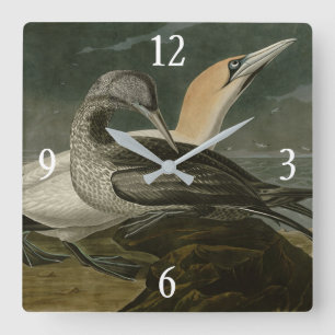 Horloge Carrée Gannet (Northern Gannet) Audubon Birds of America