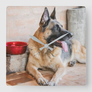 Horloge Carrée German Shepherd Resting