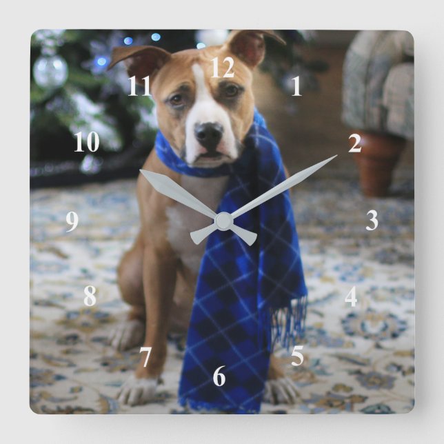 Horloge Carrée Gite Cheval de Pit Bull Secourir Chien (Recto)