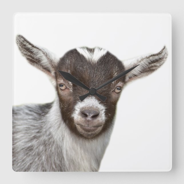Horloge Carrée Goat farm animal photo peekaboo modern (Recto)