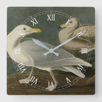 Goéland de Burgomaster - d'Audubon's Birds of Amer