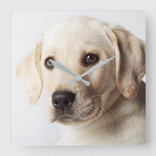 Horloge Carrée Golden Labrador Puppy Closeup (Recto)