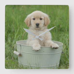 Horloge Carrée Golden Retriever