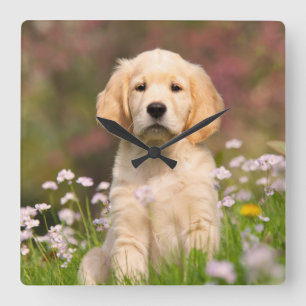 Horloge Carrée Golden Retriever chiot un Goldie mignon
