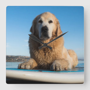 Horloge Carrée Golden Retriever Dog Laying On A Paddle