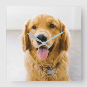Horloge Carrée Golden Retriever souriant