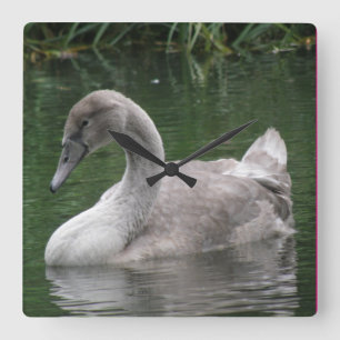 Horloge Carrée Graceful Swan on the Water Clock
