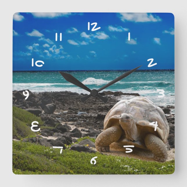 Horloge Carrée Grande tortue au bord de l'eau (Recto)