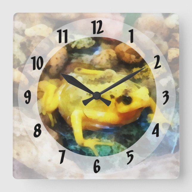 Horloge Carrée Grenouille dorée panaméenne (Recto)