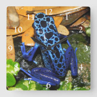 Gros plan d'une grenouille à carreaux bleu