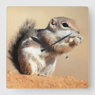 Horloge Carrée Harris's antelope squirrel (Ammospermophilus)