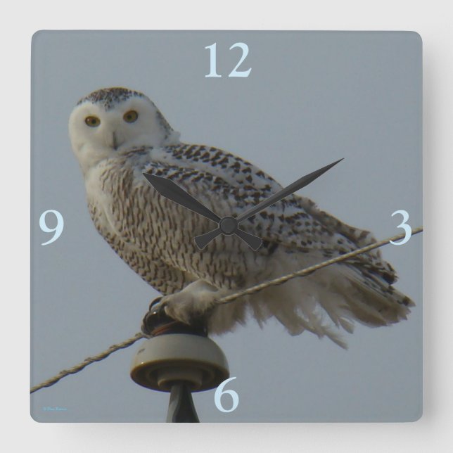 Horloge Carrée Hibou des neiges B38 (Recto)