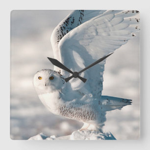 Horloge Carrée Hibou des neiges décollant de la neige