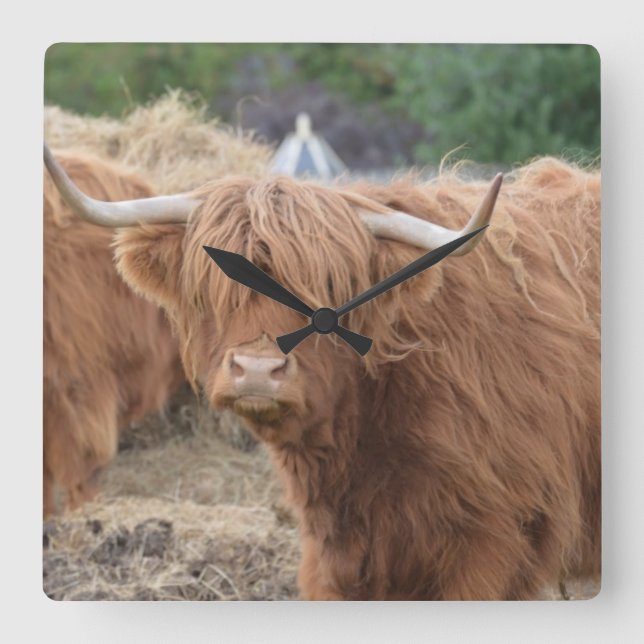 Horloge Carrée Highland Cow (Recto)