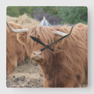 Horloge Carrée Highland Cow