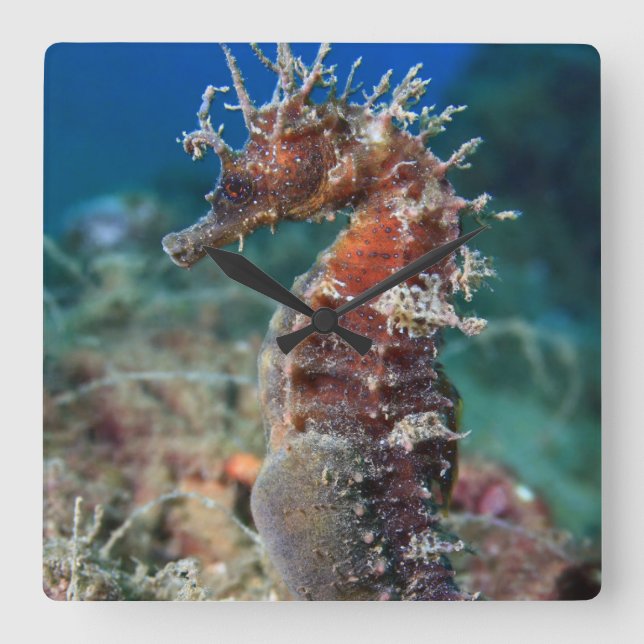 Horloge Carrée Hippocampe | Hippocampus Ramulosus (Recto)