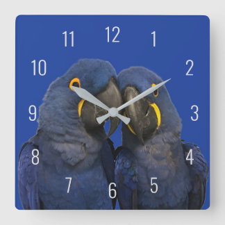 Horloge Carrée Hyacinth Macaw