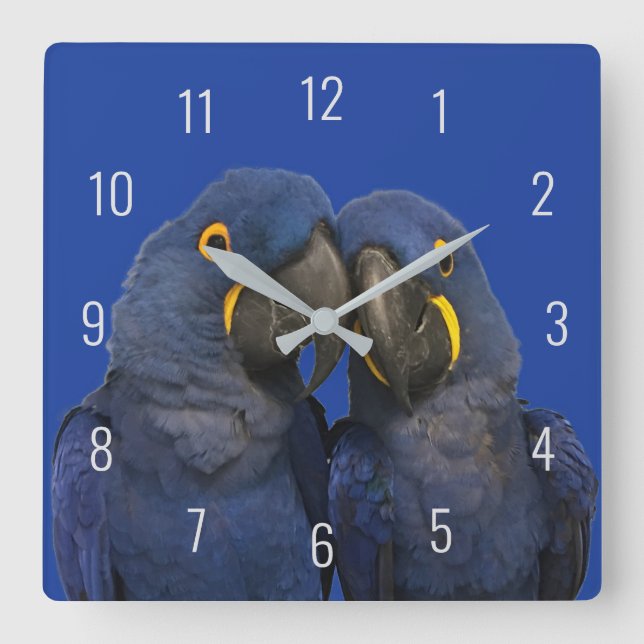 Horloge Carrée Hyacinth Macaw (Recto)