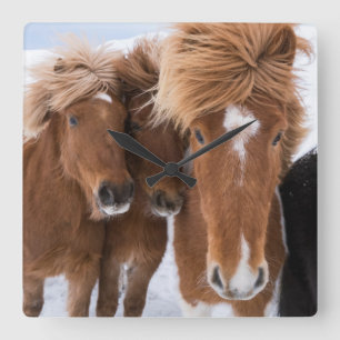 Horloge Carrée Icelandic Horses nuzzle