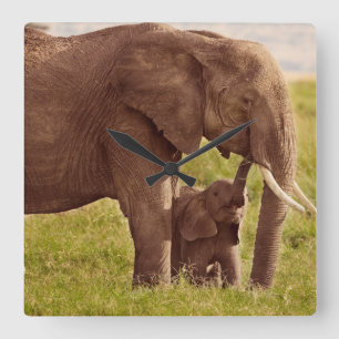 Horloge Carrée Images Getty   Elephant & bébé