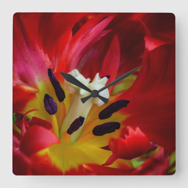 Horloge Carrée Intérieur de la fleur de tulipe perroquet (Recto)