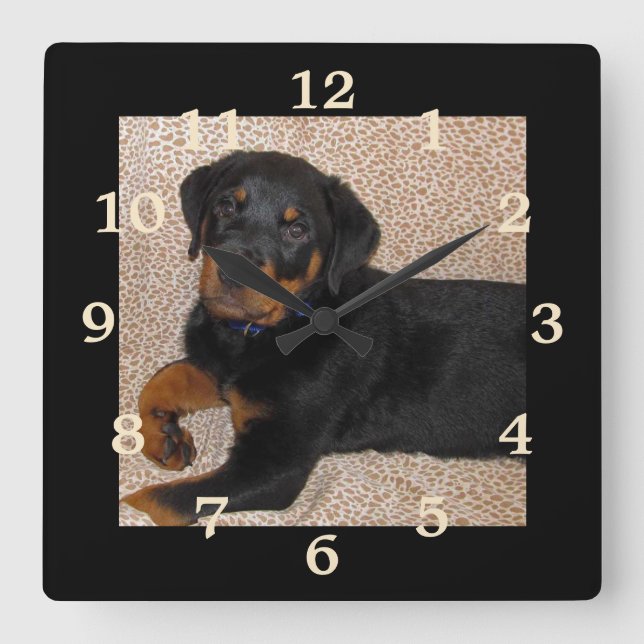 Horloge Carrée Irresistible Rottweiler Puppy Numbered Wall Clock (Recto)