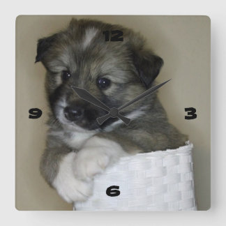 Horloge Carrée Islande-chiot