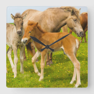 Horloge Carrée Islande. Dyrholaey. Poulains de cheval islandais